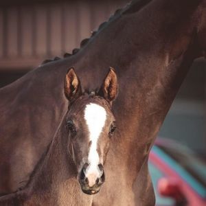 Meet your Posher, Robin